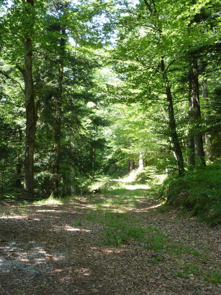 Gasthaus zum Schwanen photo 1