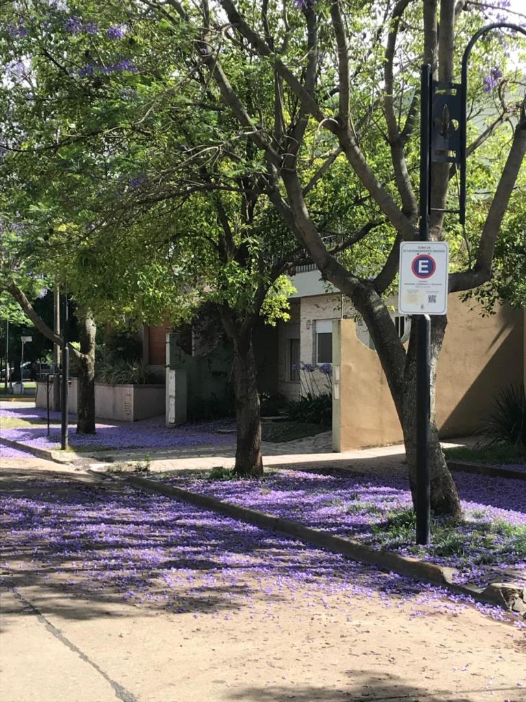 Boulevard Alsina 5 photo 4