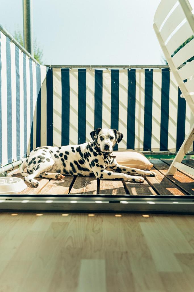 Hundefreundliche Ferienwohnungen Brombachsee photo 1