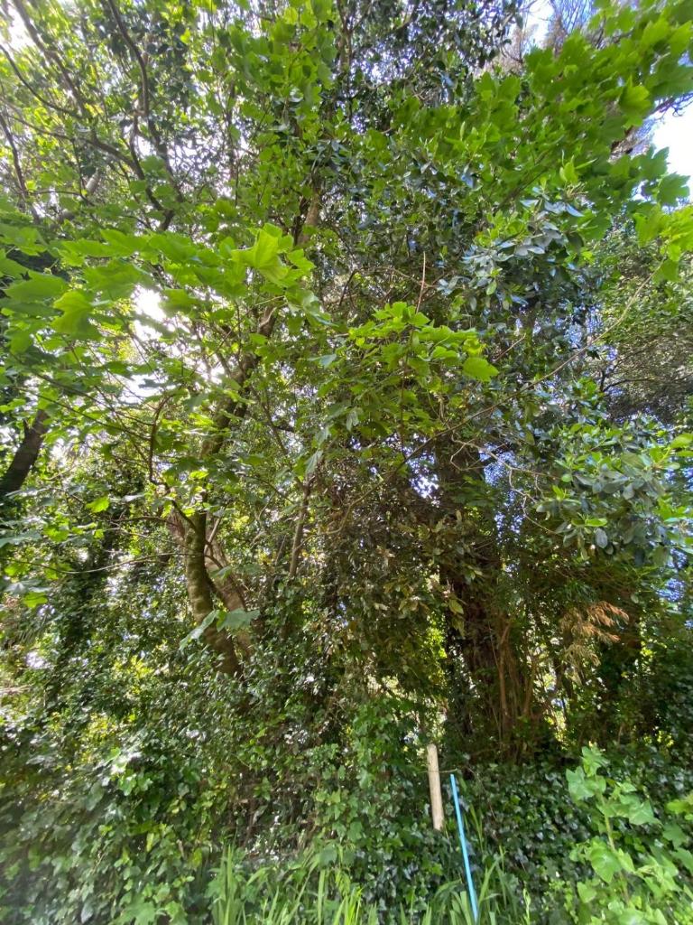 Huairavo photo 3