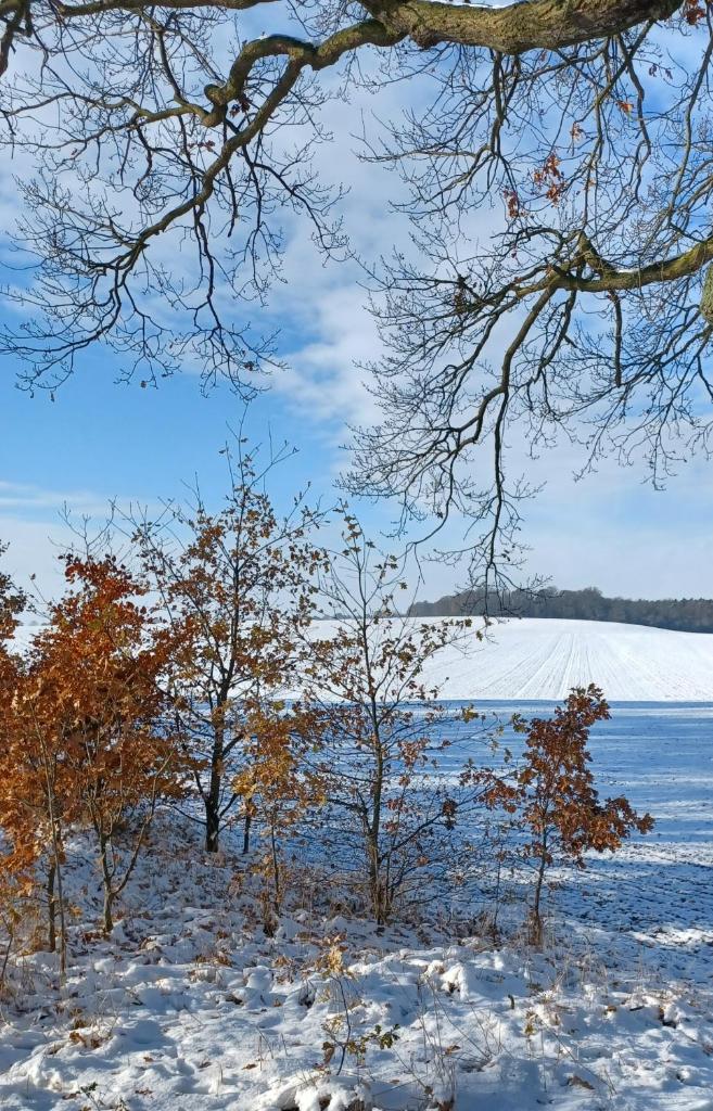 Waldblick photo 3