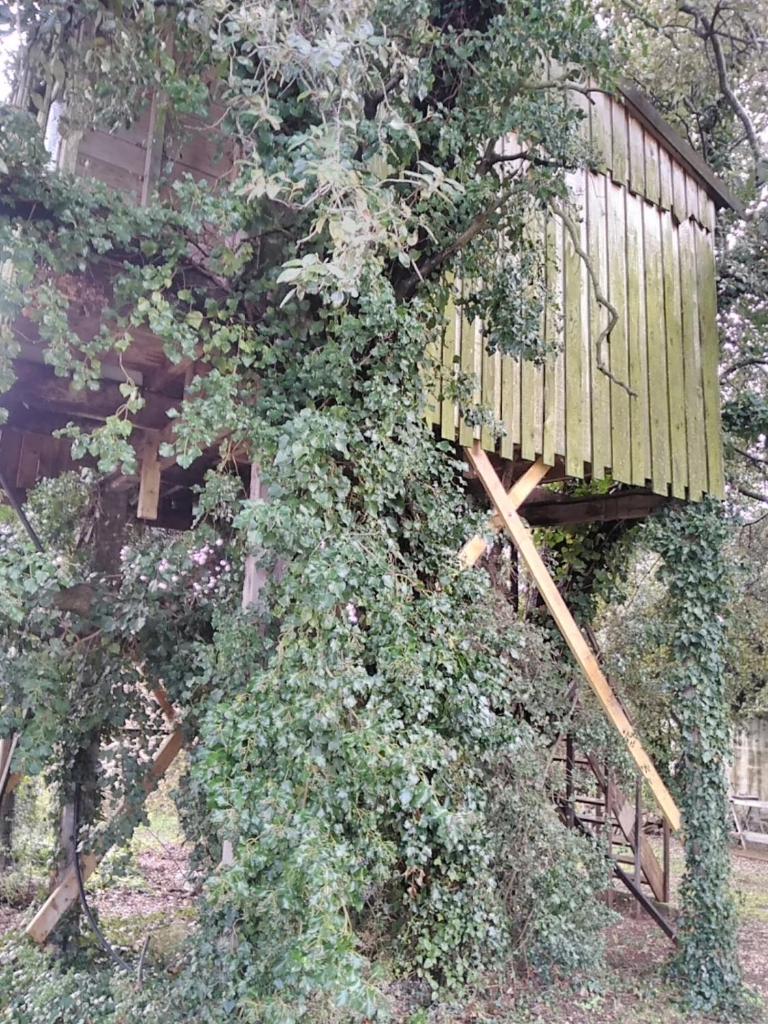 Cabane perchée de Lys dans les chênes verts et le micocoulier photo 3