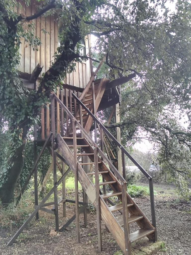 Cabane perchée de Lys dans les chênes verts et le micocoulier photo 4