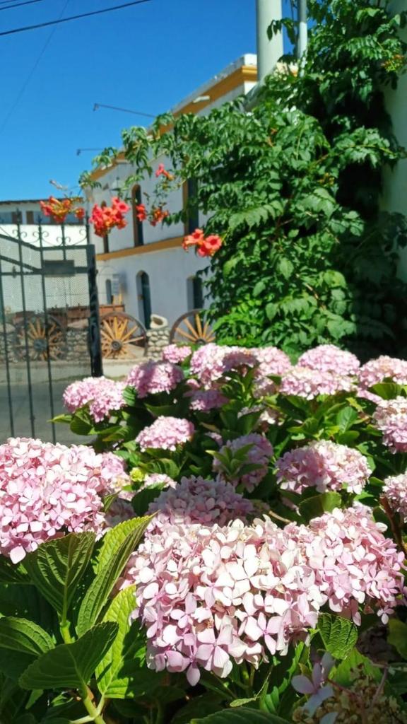 Posada Las Hortensias photo 3