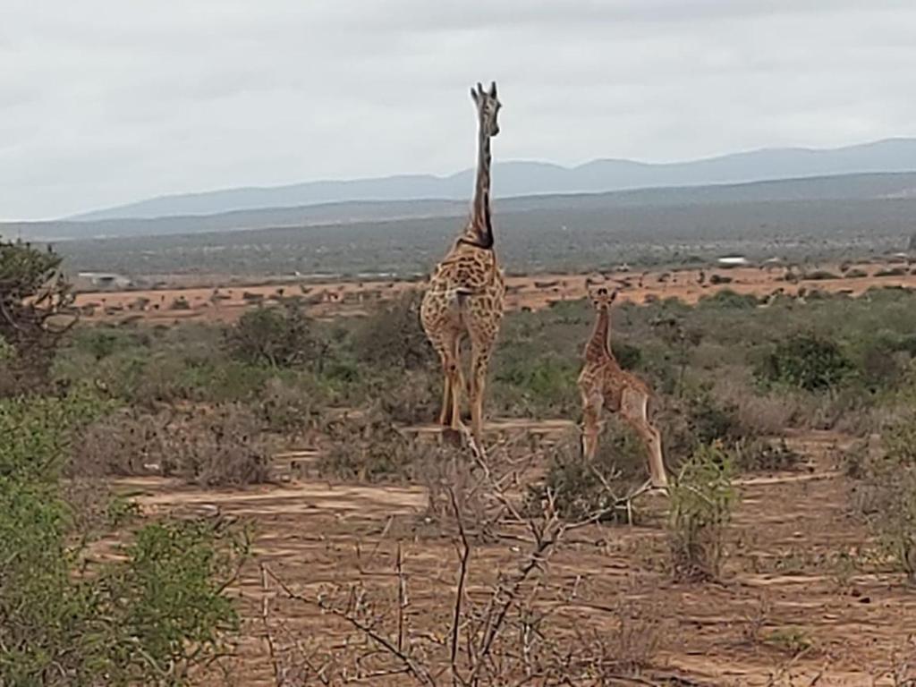 Osberg Safari's photo 2