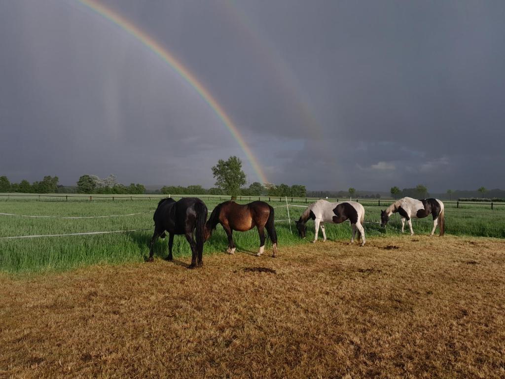 Ferienhof Wikner photo 4