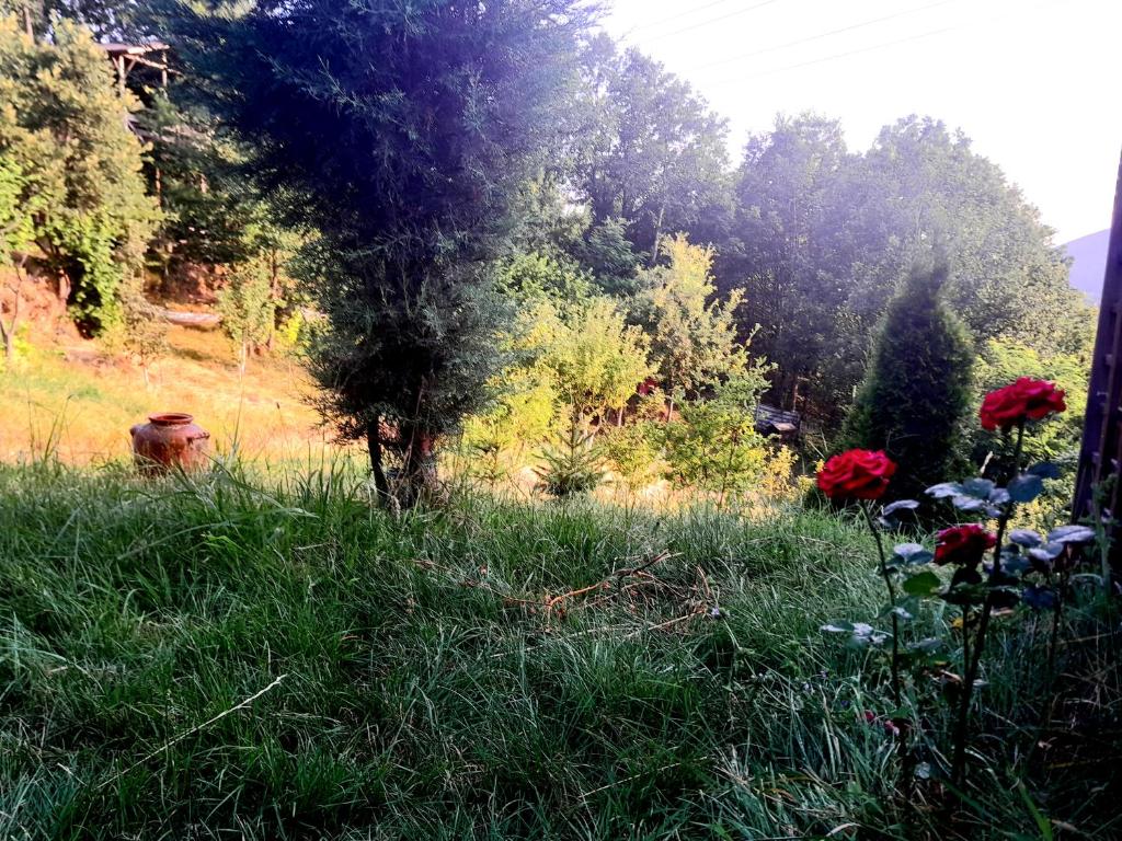 Krushka, Kochani, Osogovo photo 2