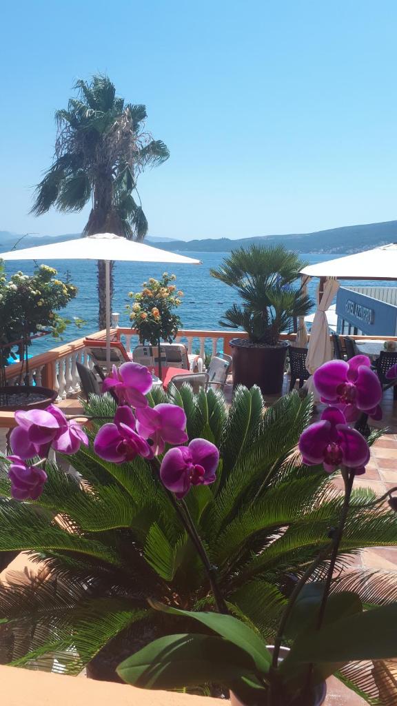 Apartmani Kalinic photo 3