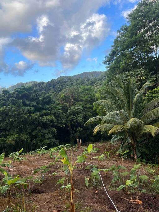 Nature World St.Lucia photo 4
