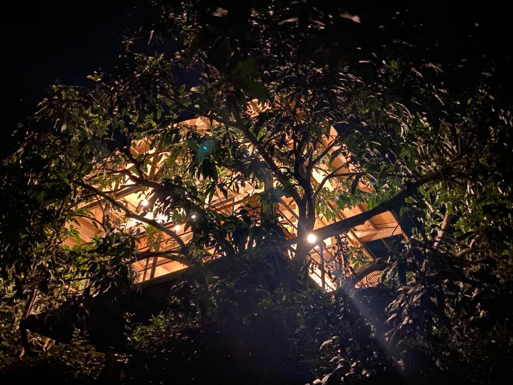 Glamping Entrearboles - Bellavista photo 3