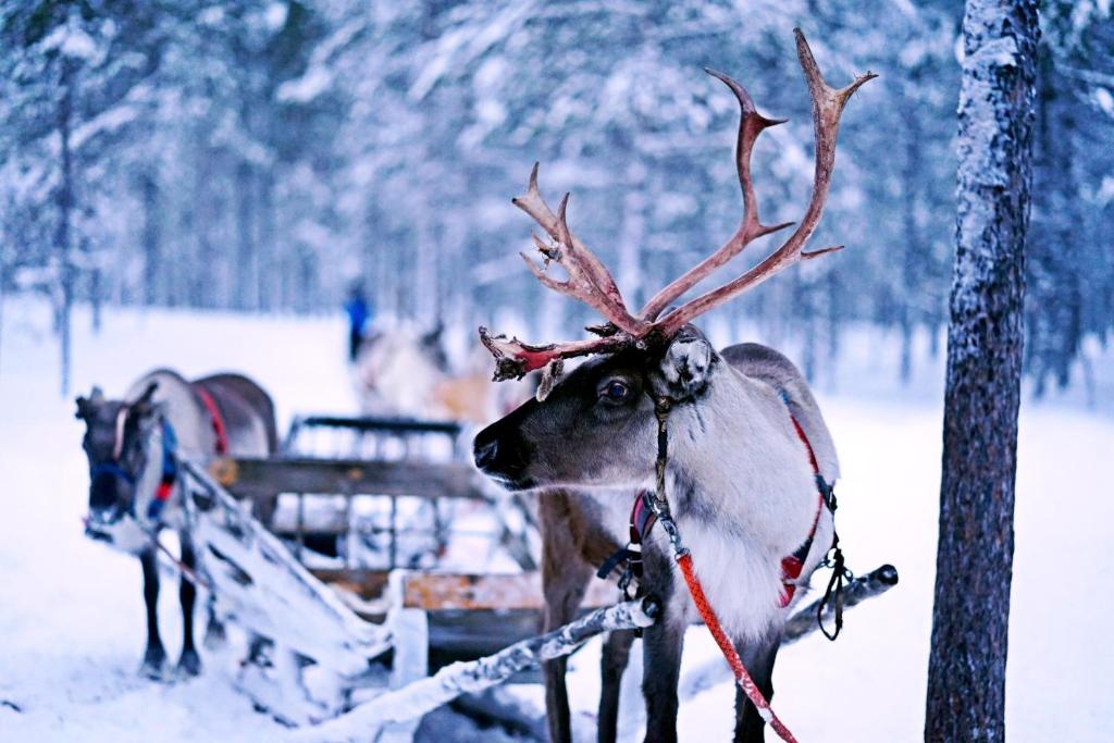 Livo Arctic Resort photo 4
