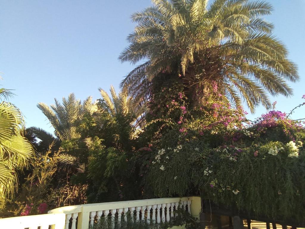 33 0ASIS RIAD RESORT photo 2