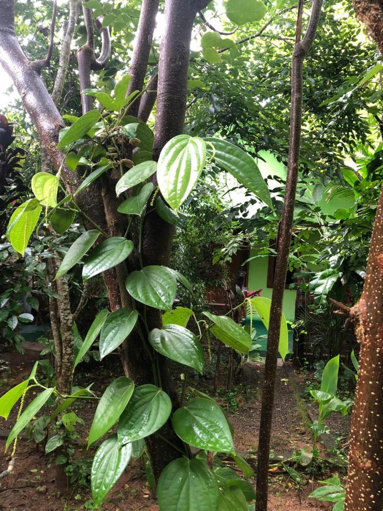 Evergreen Villa Nature Resort photo 4