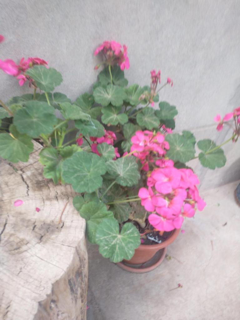 Hospedaje Akankma photo 1