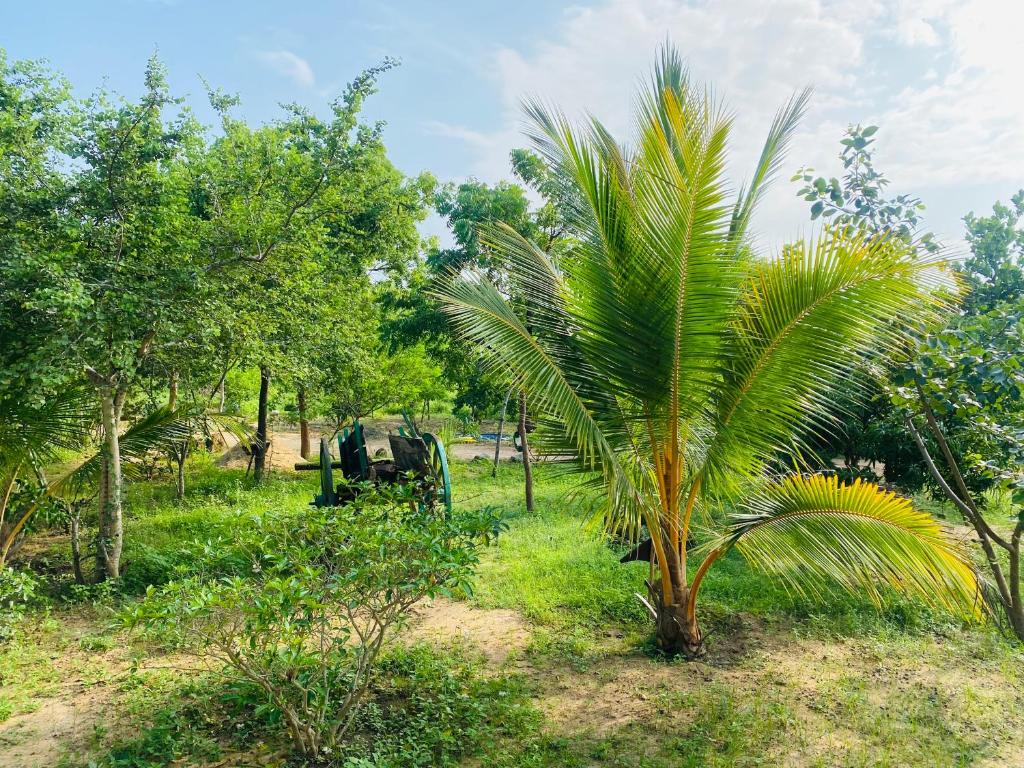 Yogi Organic Farm photo 3