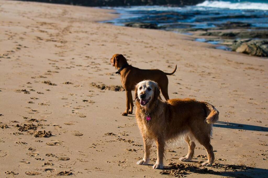 Seaspray Beach House - Pet Friendly - 50m to Beach photo 3