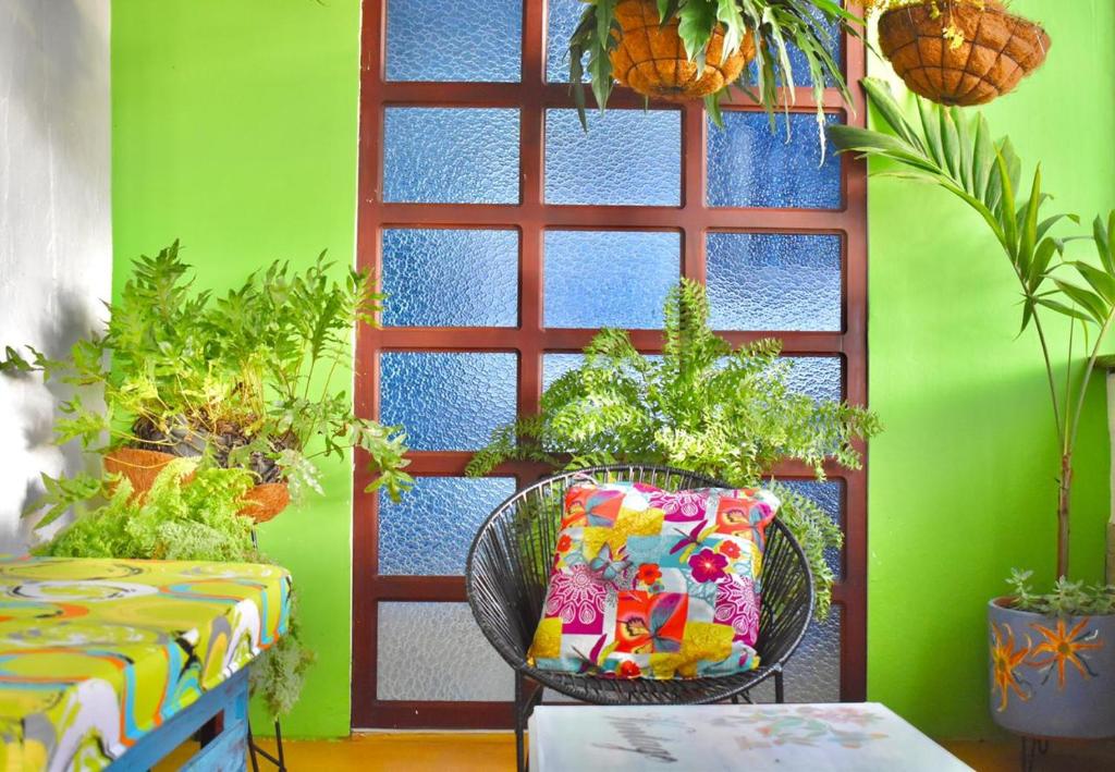 Hostal arbol cafe caicedonia