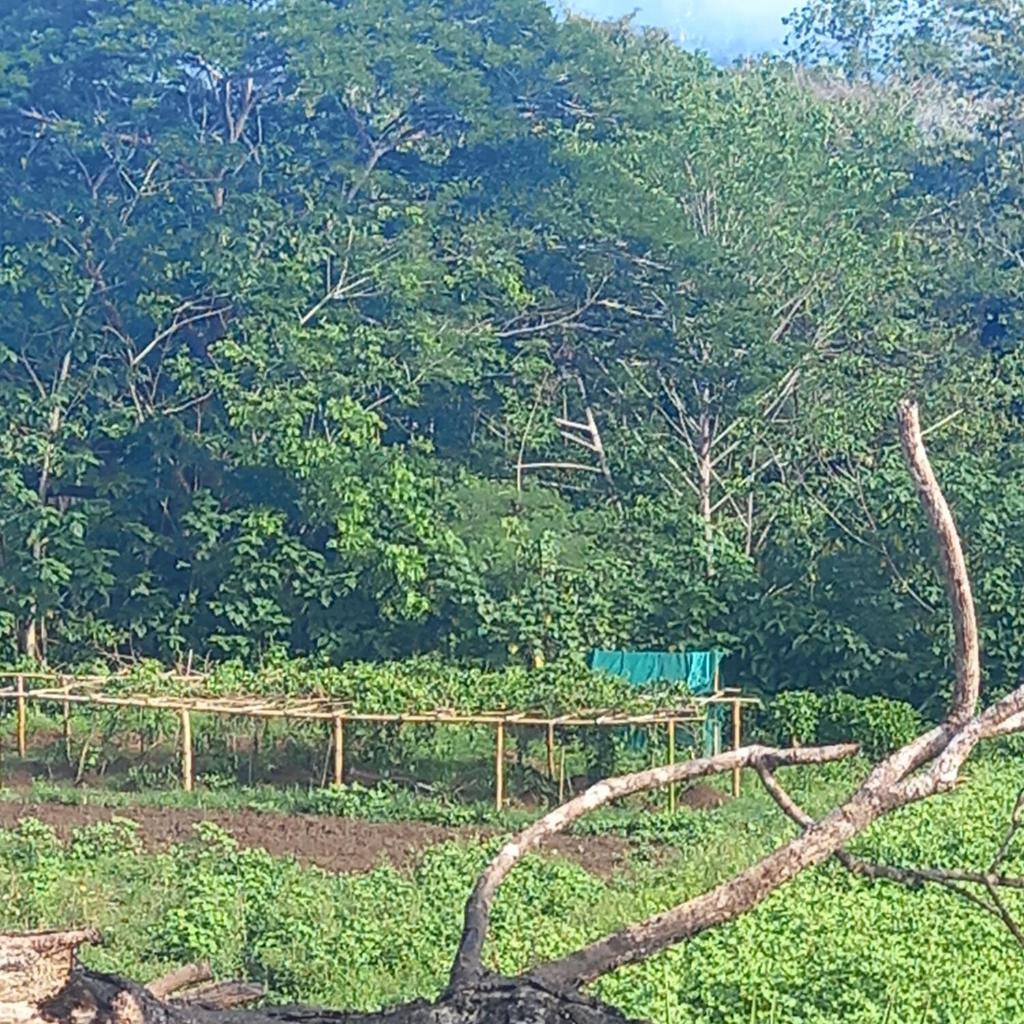 Highlands Homestay Fiji photo 3