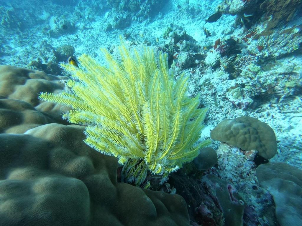 Black Pearl Himandhoo photo 4