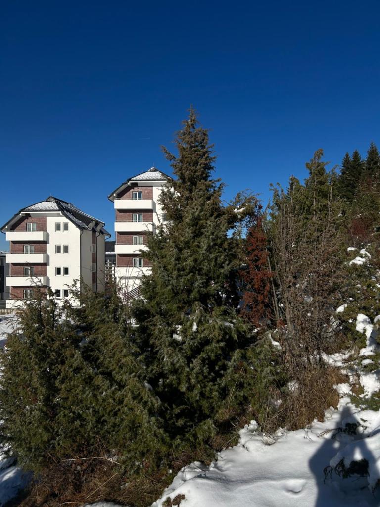 Ramondia, Kopaonik photo 3