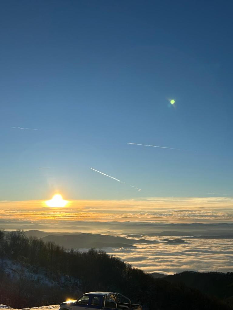 Ramondia, Kopaonik photo 4