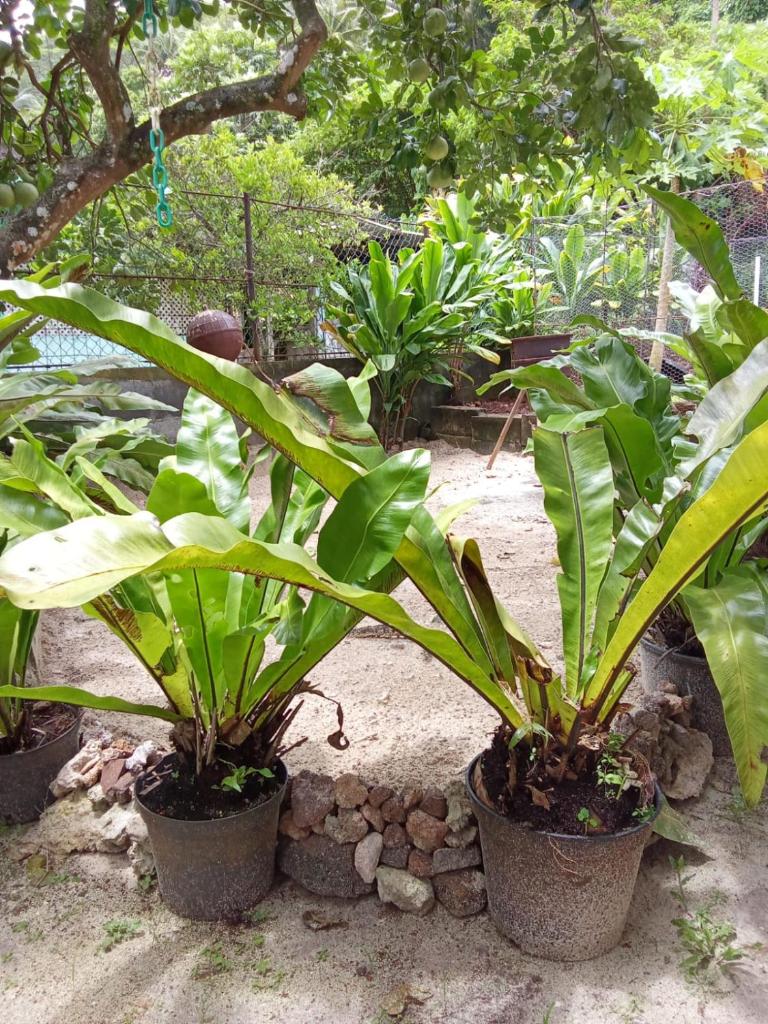 Ravehei smile relais 3 Huahine photo 1
