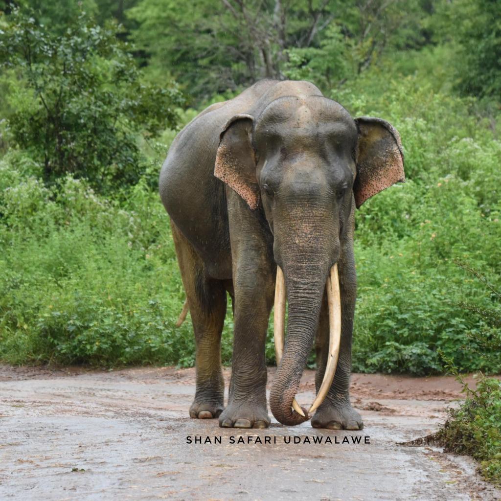 Shan Safari River Cottage photo 2