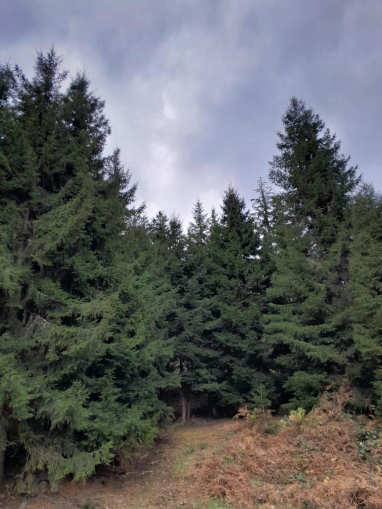 Guest House Dedeshvilebi photo 3