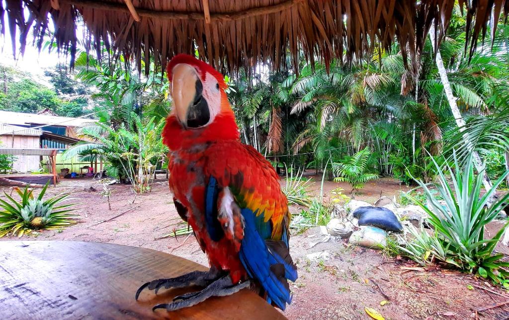 ARAPARI AMAZON LODGE photo 2
