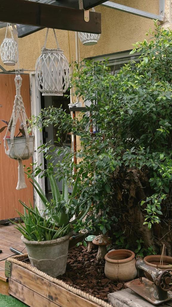 Dream House Art Hostel Garden and Terrace Haifa photo 4