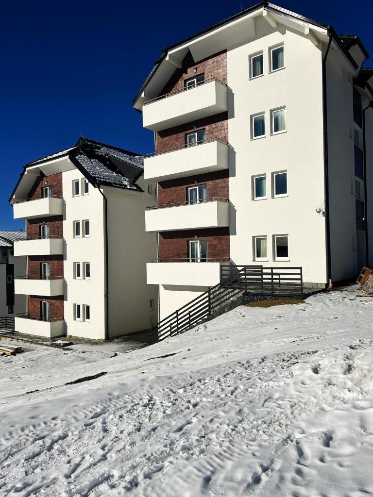 Ramondia, Kopaonik photo 2