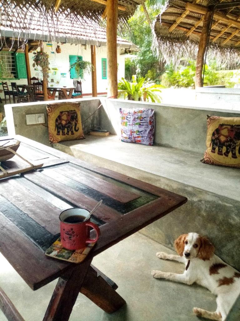 Lazy Monkey Surfhostel - Sri Lanka photo 1