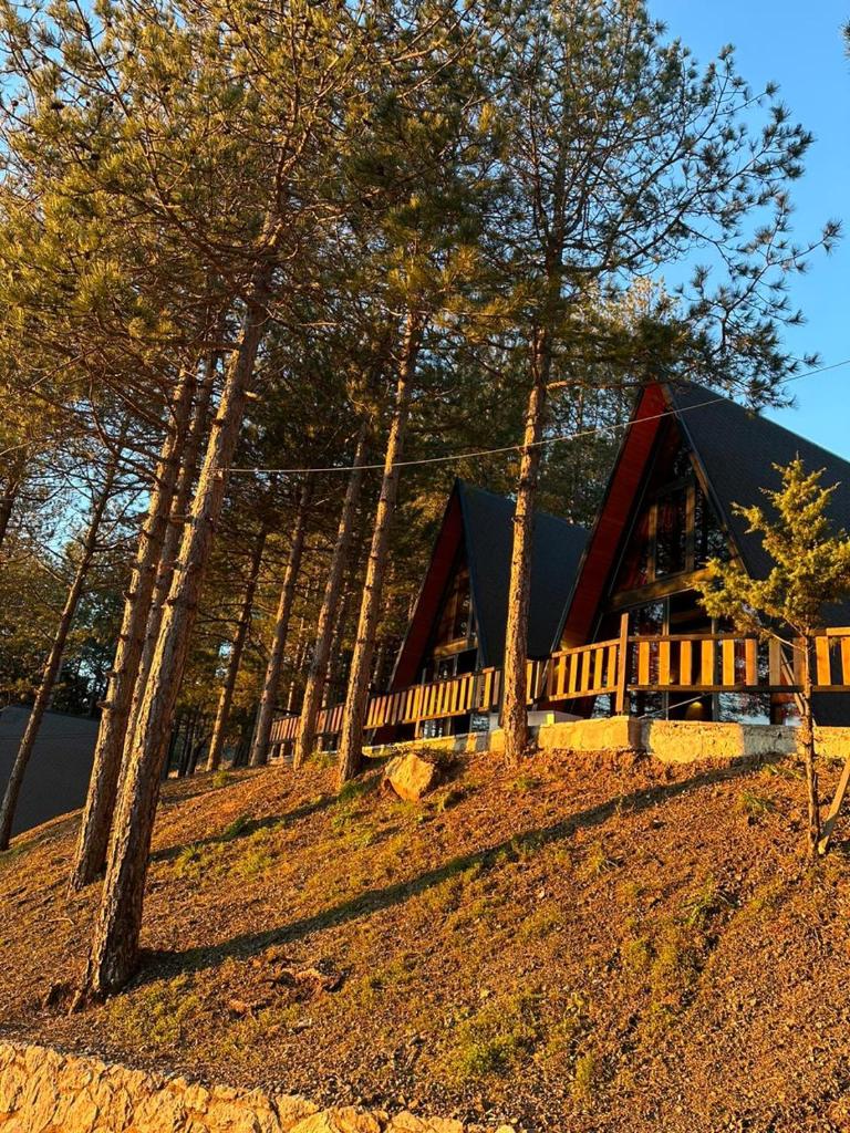 Vilat Alpine Golden Gjinar photo 4