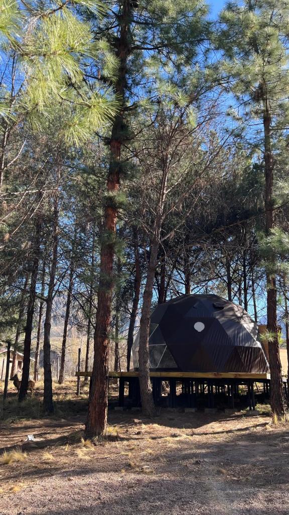 Deer Glamping photo 4