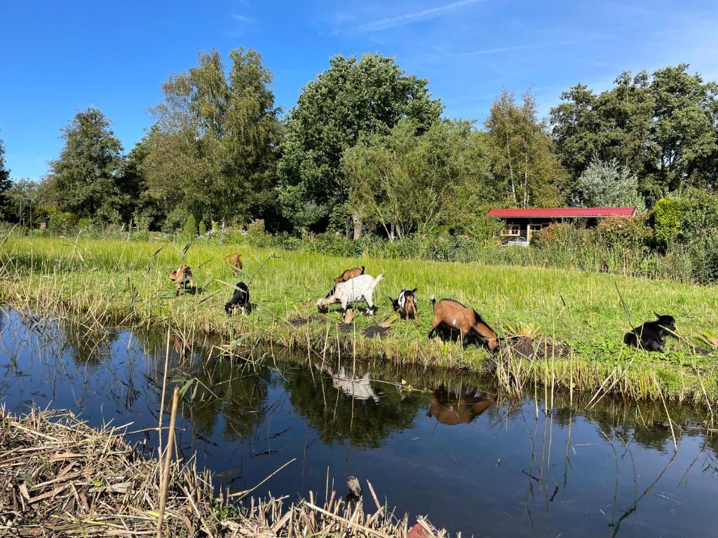 Huisje op de dijk photo 3