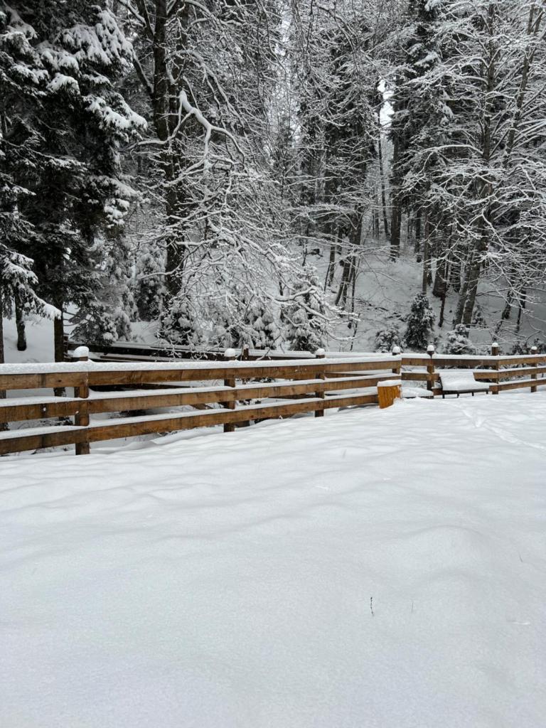 Bakuriani Apartment with Forest Around photo 2