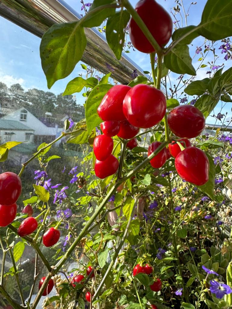 Selena Dalat Homestay