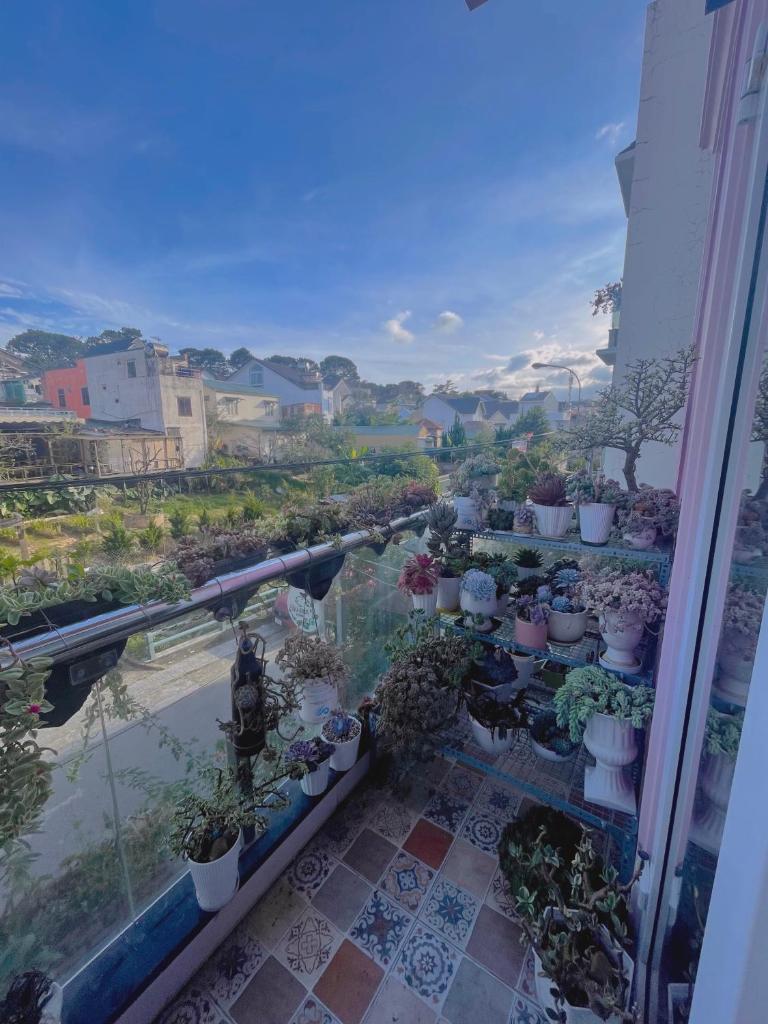 Selena Dalat Homestay