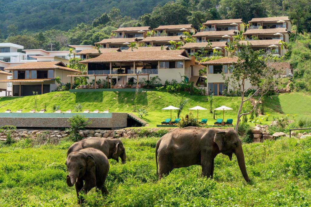 Wild Cottages Elephant Sanctuary Resort photo 3