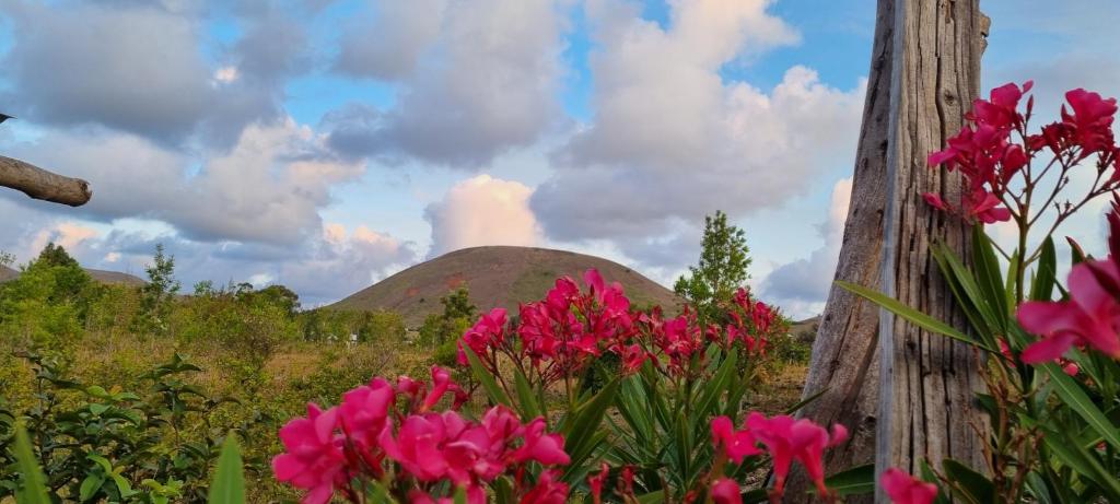 Cute Easter Island Cabana - MaoriTea with free airport transport & Starlink wifi photo 4