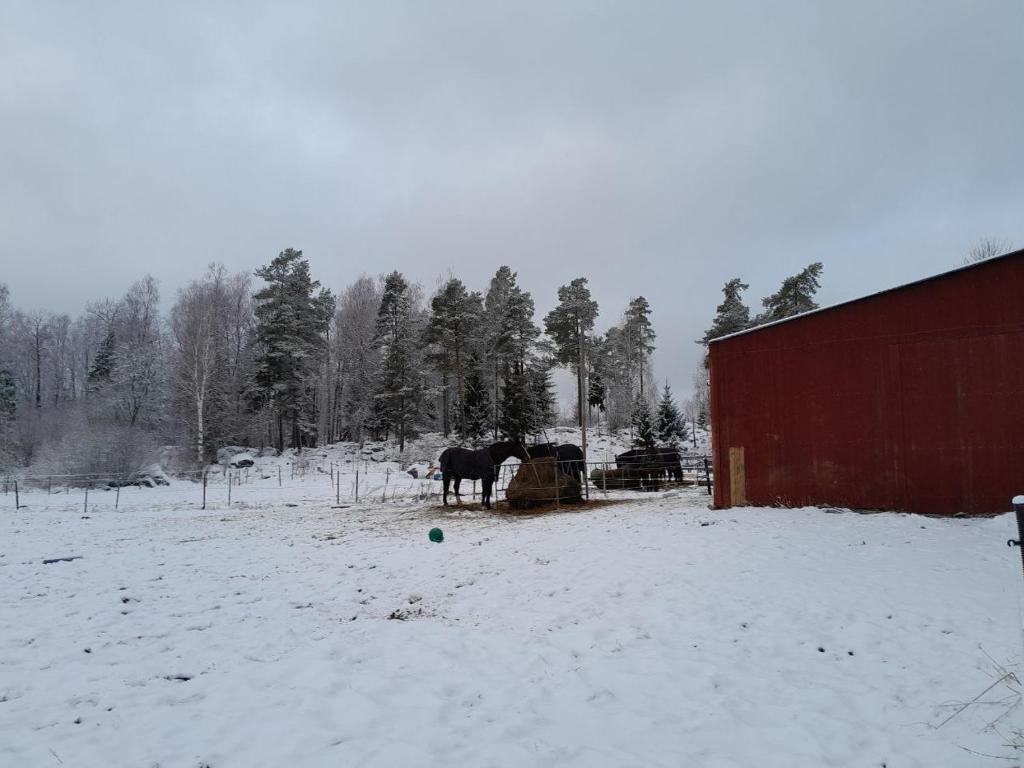 Lotta´s Cottage photo 3