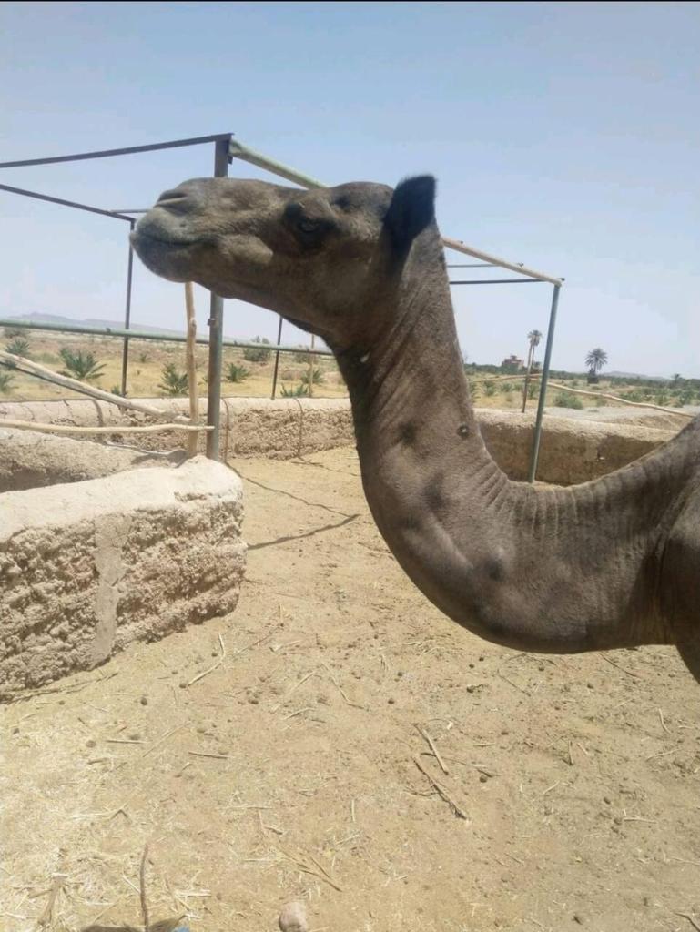 كعب غزال photo 4