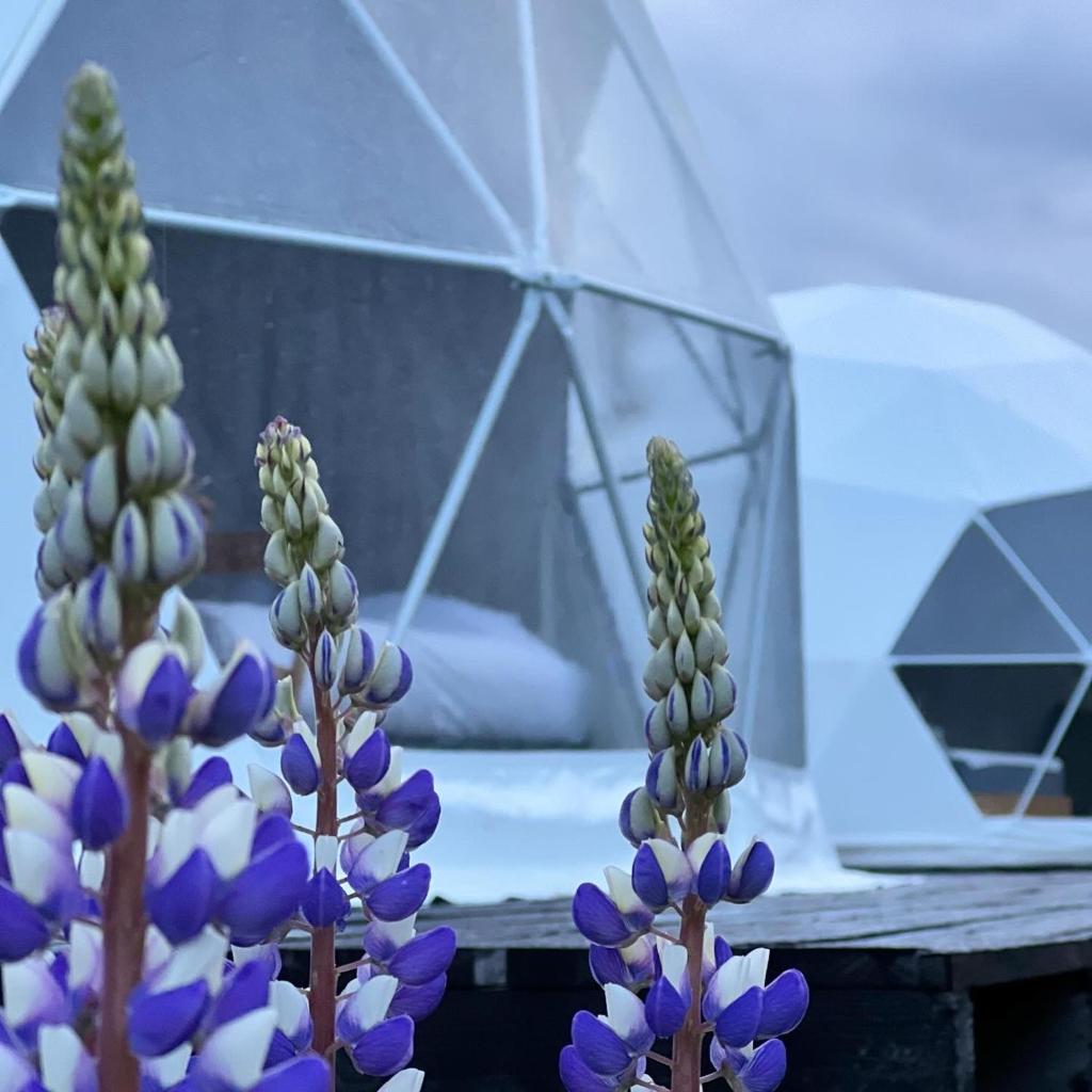 Pioneros Glamping & Expeditions