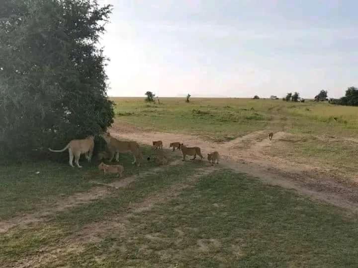 One maasai mara camp photo 3