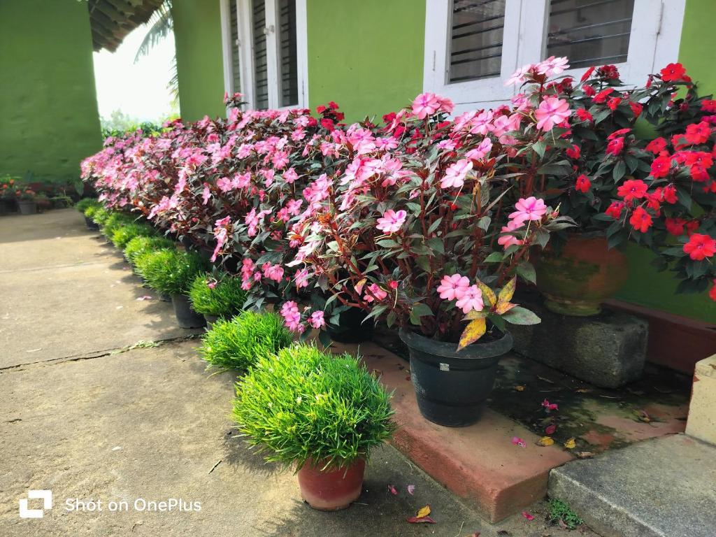 Praplia Homestay Ammathi,coorg photo 2
