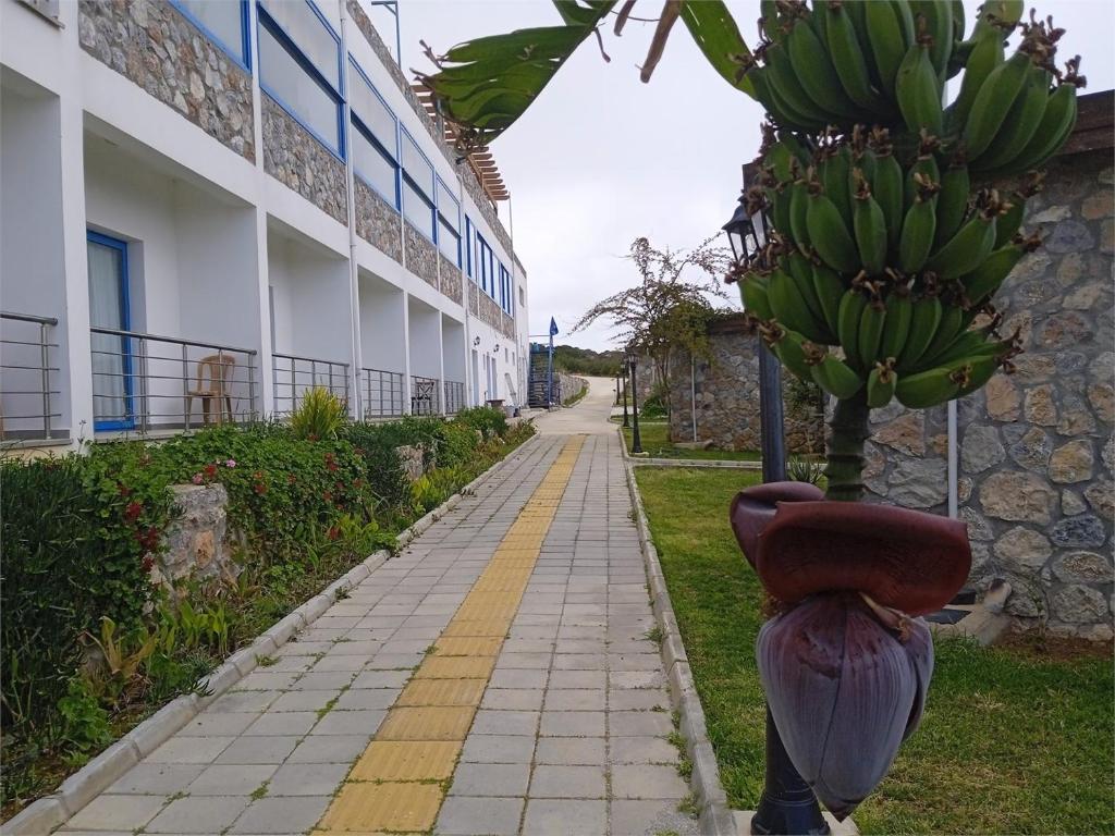 Ardic Agaci holiday village photo 1