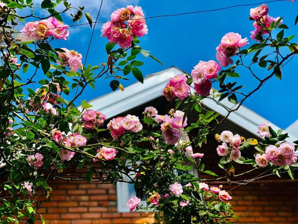 Rose House