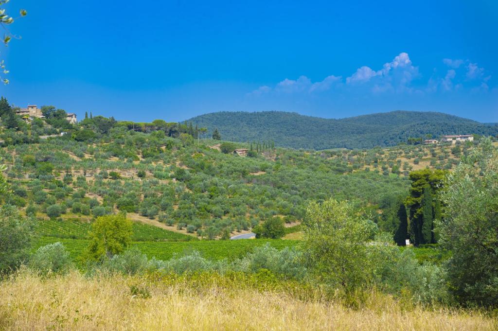 Villa Chianti with pool near the vineyard photo 3
