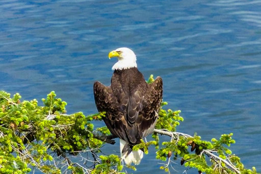 Eagles' Oceanview photo 1