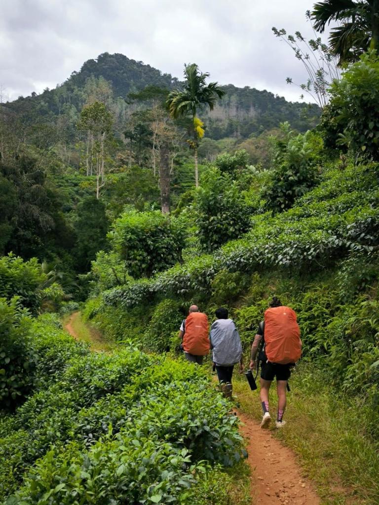 Rainforest cabin photo 4